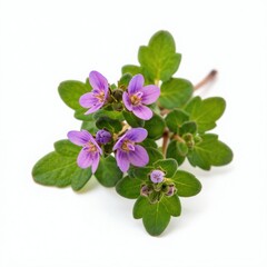 Naklejka premium Small purple thyme flowers bloom on green stems with leaves. Tiny blossoms grow on plant with green foliage. Isolated herb has purple petals and leaf detail.