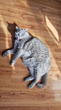 A playful grey cat rolls onto its back on a polished wooden floor, enjoying a warm patch of afternoon sunlight. Concept of feline happiness, indoor pet lifestyle, and domestic comfort.