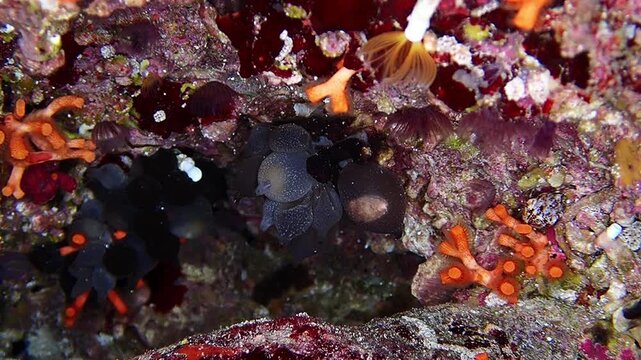 birth, scuba, sea, nature, diving, marine, underwater, animal, ocean, macro, life, water, , cracked egg, new life,fragile, macro photografie,sepia egg, marine life, balearic, hatching, newborn