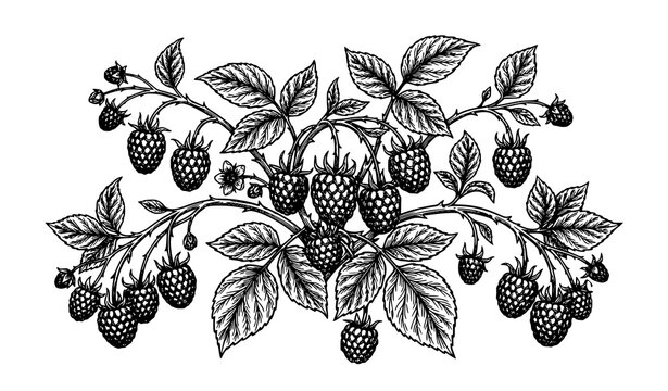 Hand Drawn Raspberry Botanical Vector Illustration with Detailed Black and White Branches