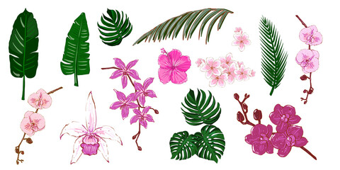 Set of floral tropical elements. Orchids, plumeria, hibiscus flower with tropical leaves. Hand drawn floral clip art for invitations, greeting cards, packaging and textile. Isolated, white background © YustasArt