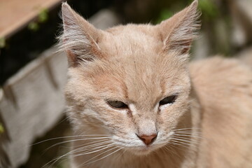 portrait of a cat © andreas