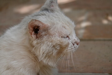 close up of a cat © andreas