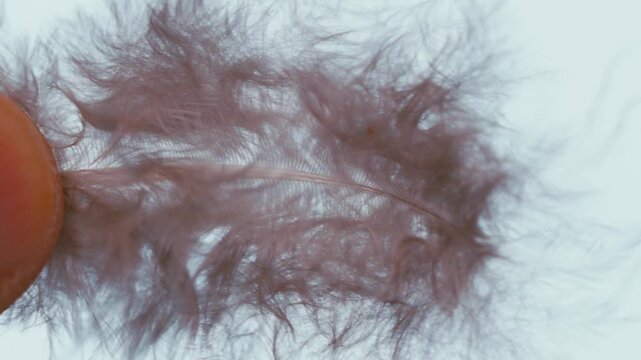 Extreme close up of a soft, fluffy goose down feather isolated on a white background