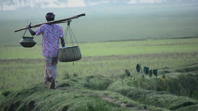 Bogura, Bangladesh - 29 August 2023: View of a man carrying a yoke with a pot and basket across his shoulders while walking through lush green fields in the morning mist.