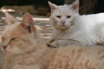 cat on the floor © andreas