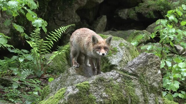 red fox, Vulpes vulpes, volpe rossa, wildlife in nature, alpine forest animal, cinematic wildlife, full HD footage