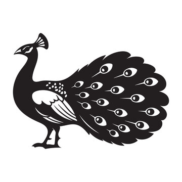 Elegant black and white peacock standing with detailed eyespotted tail feathers