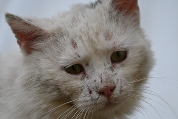 portrait of a cat © andreas