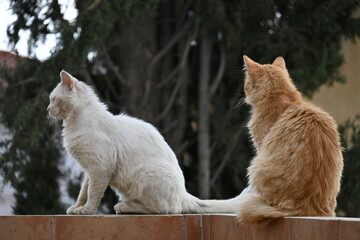 Two cats sitting across eachother © andreas