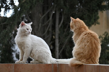 Two cats sitting across eachother © andreas