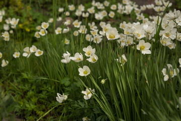Fototapeta premium Spring Garden Full of Blooming Colorful Flowers