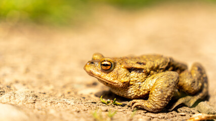 Obraz premium A frog toad sits on the ground, basking in the sun. camouflage