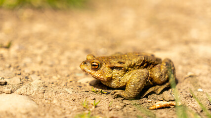 Obraz premium A frog toad sits on the ground, basking in the sun. camouflage