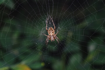 Krzyżak ogrodowy (Araneus diadematus) siedzący w centrum swojej pajęczyny na tle zielonej roślinności. Makrofotografia pająka i geometrycznej sieci w ogrodzie. © Henryk Niestrój