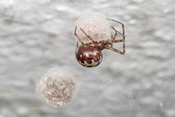 Zbliżenie makro na pająka fałszywą wdowę (Steatoda) opiekującego się kokonami z jajami na jasnym tle. Profesjonalne ujęcie biologiczne przedstawiające rozmnażanie pajęczaków. © Henryk Niestrój