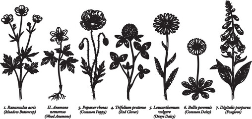 Botanical illustrations of wildflowers with scientific names © Humayra