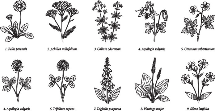 Vintage botanical illustration set nine detailed black and white wildflower drawings