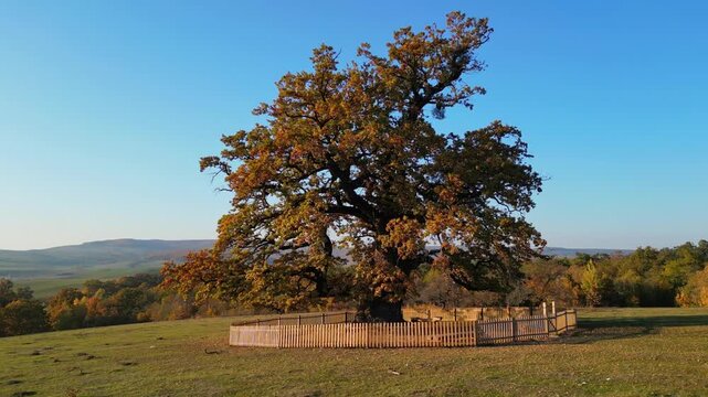 High angle view of the Old Man of the Carpathians, a 900-year-old secular oak tree in Mercheasa, Brasov. Ancient historic monument in a traditional rural Transylvanian landscape of Romania.