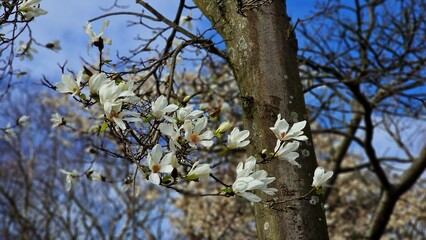 Fototapeta premium Branches with white flowers of Magnolia Kobus, against blue sky.