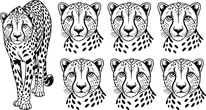 Wild Cheetah Engraving Vector Set Featuring Full Body Standing Big Cat and Detailed Leopard Head Portrait Silhouettes for Wildlife Tattoos and Mascot Branding