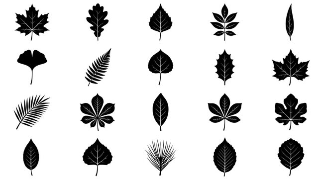 Leaves black silhouette set with various shapes and textures on white background featuring leaf, silhouettes, foliage with botanical and plants