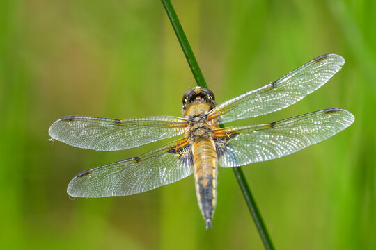 Four spotted chaser dragonfly Libellula quadrimaculata rests on green stem with wings spread