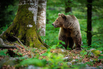 Obraz premium A day deep in the Slovenian forest with bears and foxes