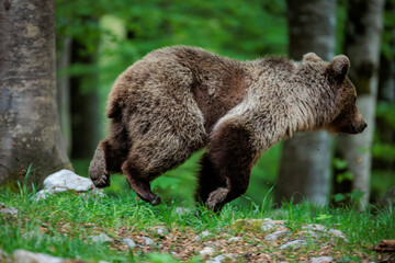 Obraz premium A day deep in the Slovenian forest with bears and foxes