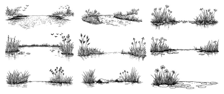 Wetland pond nature vignettes with reeds and water lilies in hand drawn sketch style
