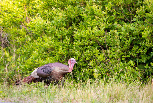A mature adult male Wild Turkey at Assateague Island