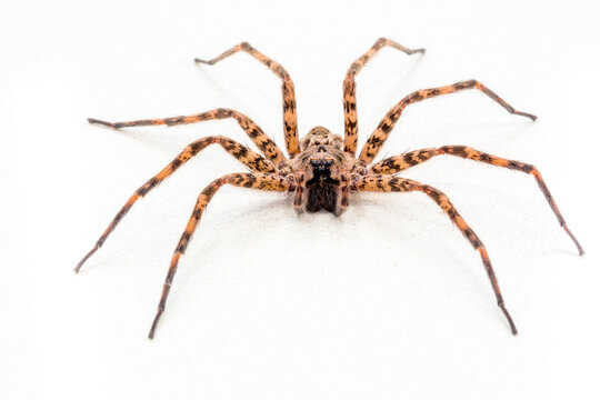 Close up view of a large Fishing Spider