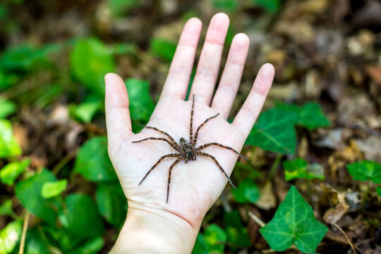 A large Fishing Spider in the palm of a person's hand