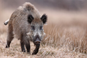 Dzik, boar, (Sus scrofa)