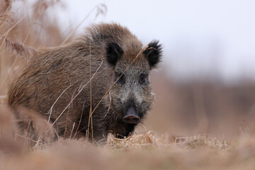 Dzik, boar, (Sus scrofa) © Bartosz Rakoczy