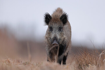 Dzik, boar, (Sus scrofa) © Bartosz Rakoczy