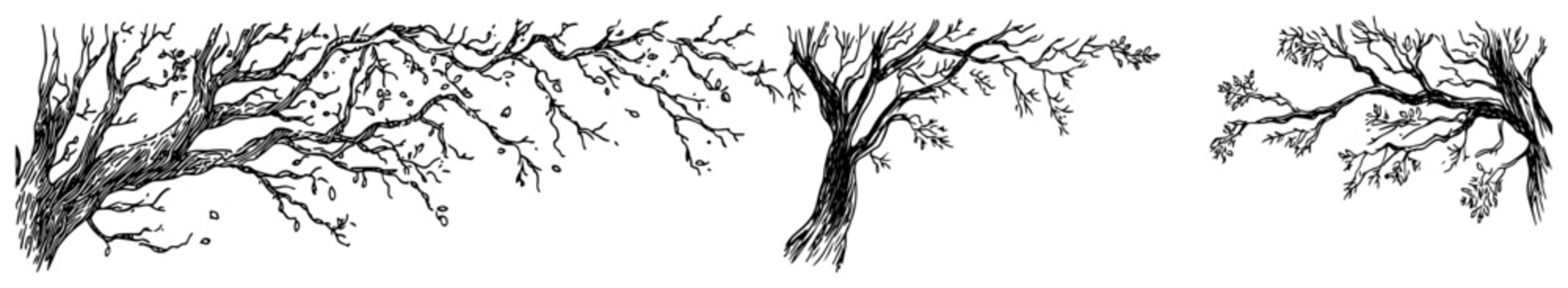 Gnarled tree branches and old bare limbs in detailed line art style