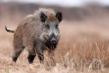 Dzik, boar, (Sus scrofa) © Bartosz Rakoczy