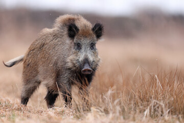 Dzik, boar, (Sus scrofa) © Bartosz Rakoczy