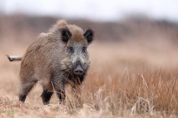 Dzik, boar, (Sus scrofa) © Bartosz Rakoczy