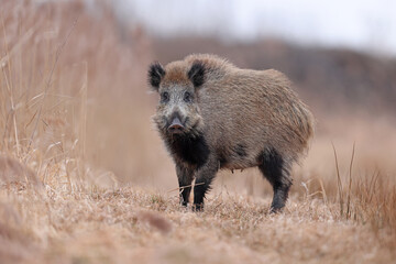 Dzik, boar, (Sus scrofa) © Bartosz Rakoczy