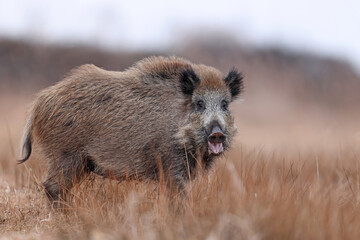 Dzik, boar, (Sus scrofa) © Bartosz Rakoczy