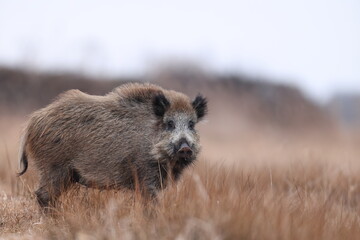 Dzik, boar, (Sus scrofa) © Bartosz Rakoczy