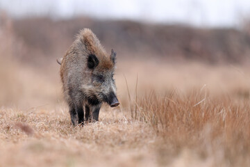 Dzik, boar, (Sus scrofa) © Bartosz Rakoczy