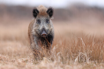 Dzik, boar, (Sus scrofa) © Bartosz Rakoczy