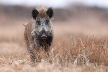 Dzik, boar, (Sus scrofa) © Bartosz Rakoczy