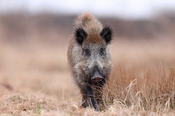 Dzik, boar, (Sus scrofa) © Bartosz Rakoczy