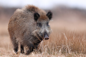Dzik, boar, (Sus scrofa) © Bartosz Rakoczy