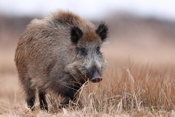 Dzik, boar, (Sus scrofa) © Bartosz Rakoczy