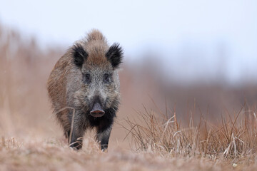Dzik, boar, (Sus scrofa) © Bartosz Rakoczy